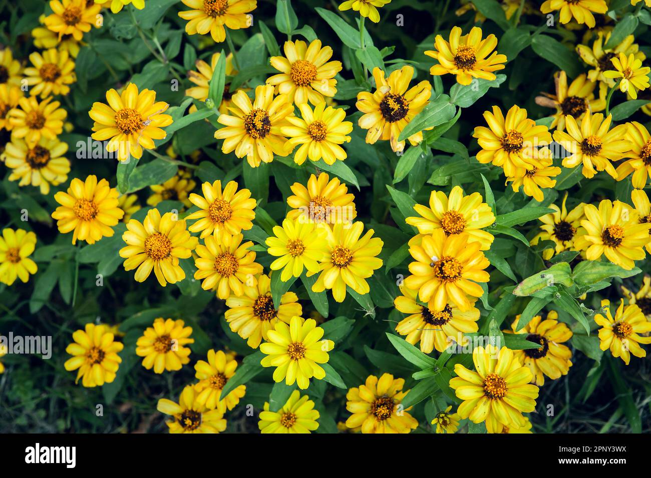 vue de dessus des fleurs jaunes de zinnia sur fond vert Banque D'Images