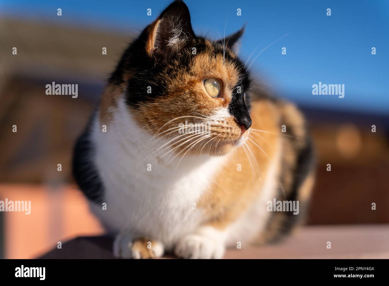 Trois photos de chats en gros plan dans la rue Banque D'Images