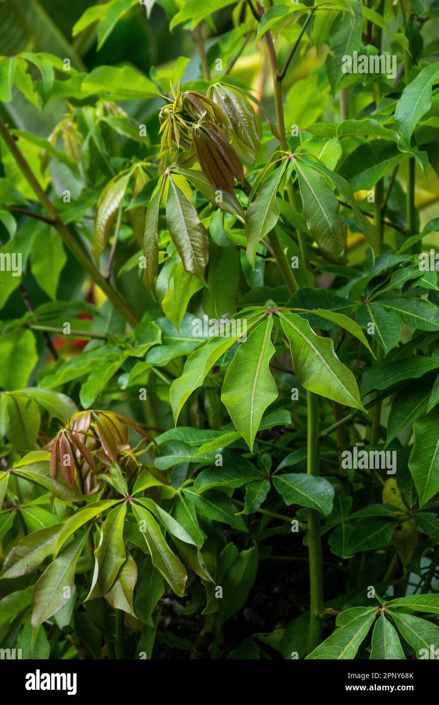 Magnifique détail des feuilles vertes de la forêt tropicale de l'atlantique Banque D'Images