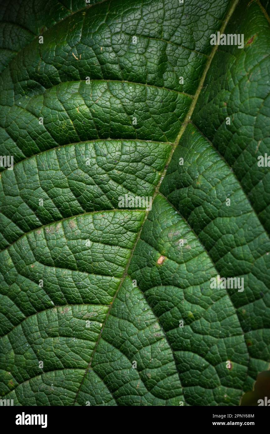 Magnifique détail de la feuille de forêt tropicale verte de l'atlantique Banque D'Images
