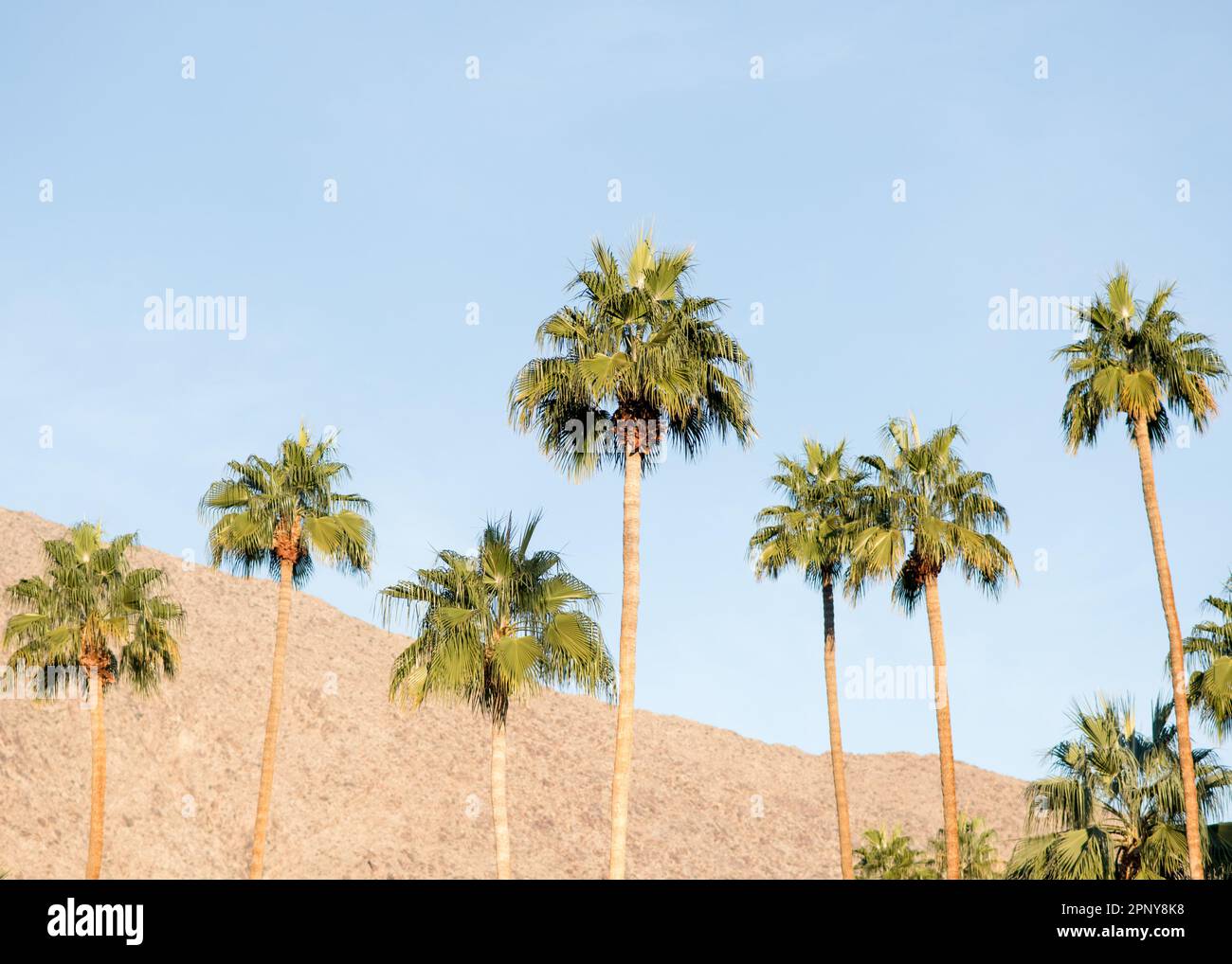 Palm Springs, California Palm Tree et Mountain Landscape Banque D'Images