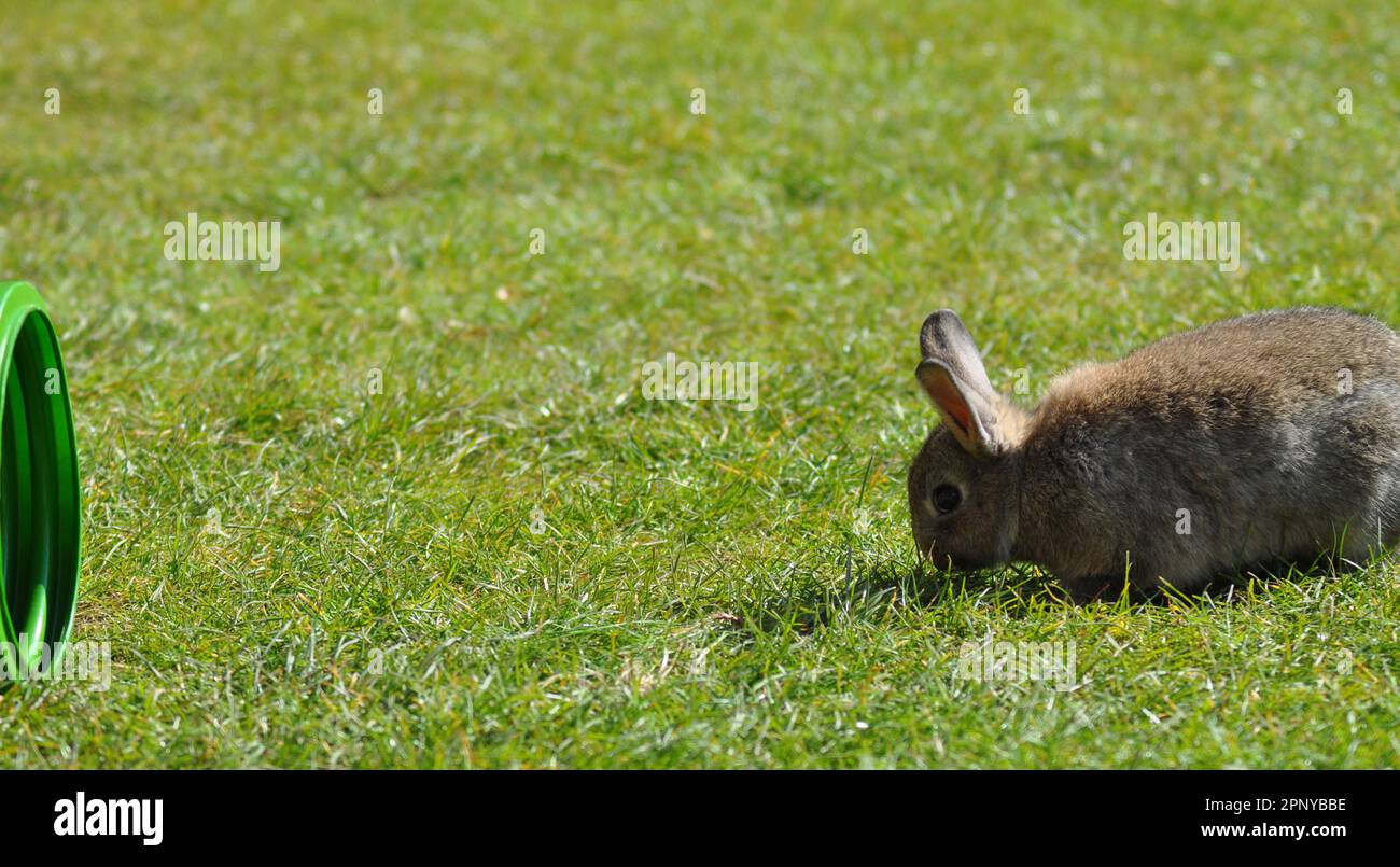 Un jour ensoleillé, garez votre lapin sur une pelouse en herbe Banque D'Images