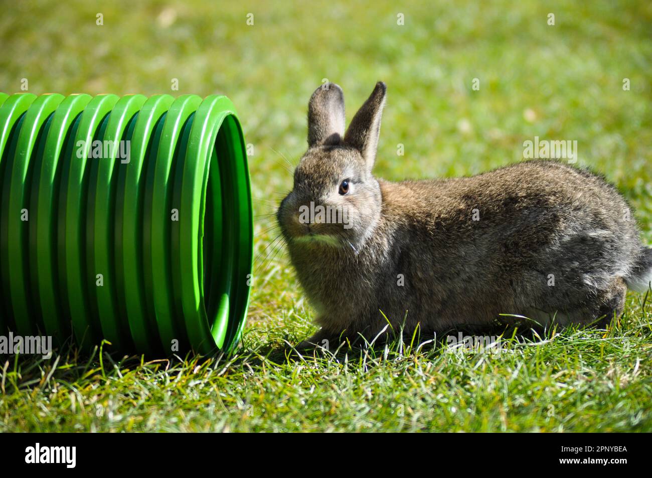 Un jour ensoleillé, garez votre lapin sur une pelouse en herbe Banque D'Images