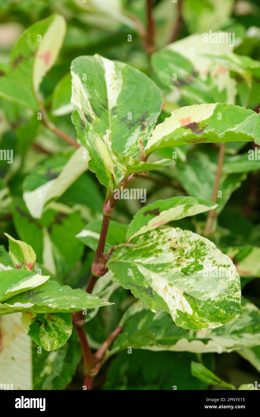 Persicaria virginiana Peintre's Palette, feuilles vertes et crème variégées avec des marques rouges en forme de V. Banque D'Images