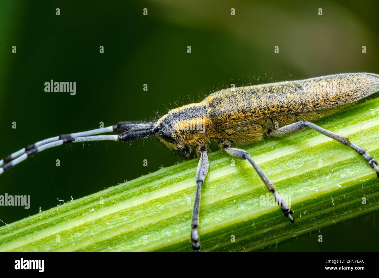 Un longhorn gris doré (Agapanthia villosoviridescens), photographié près de East Boldon, Tyne & Wear, Angleterre. Banque D'Images