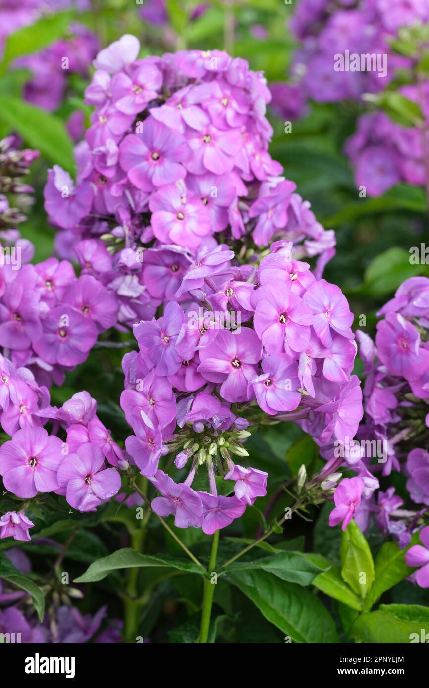 Phlox paniculata Peacock lilas, phlox vivace Peacock lilas, feuilles en forme de lance, fleurs roses violacé foncé Banque D'Images