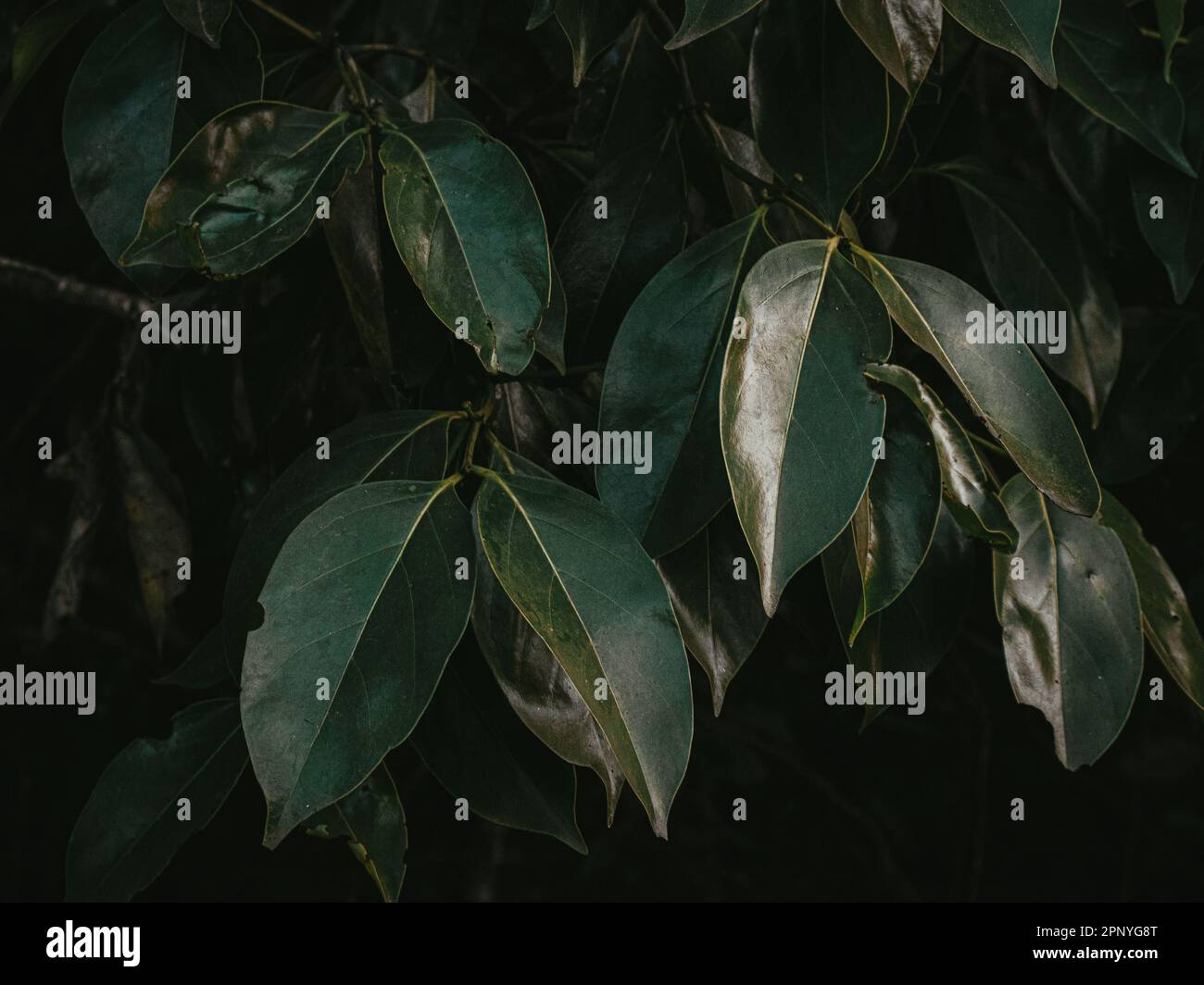 Bug mangé des feuilles d'une plante de baies sauvages. Mise au point sélective. Banque D'Images