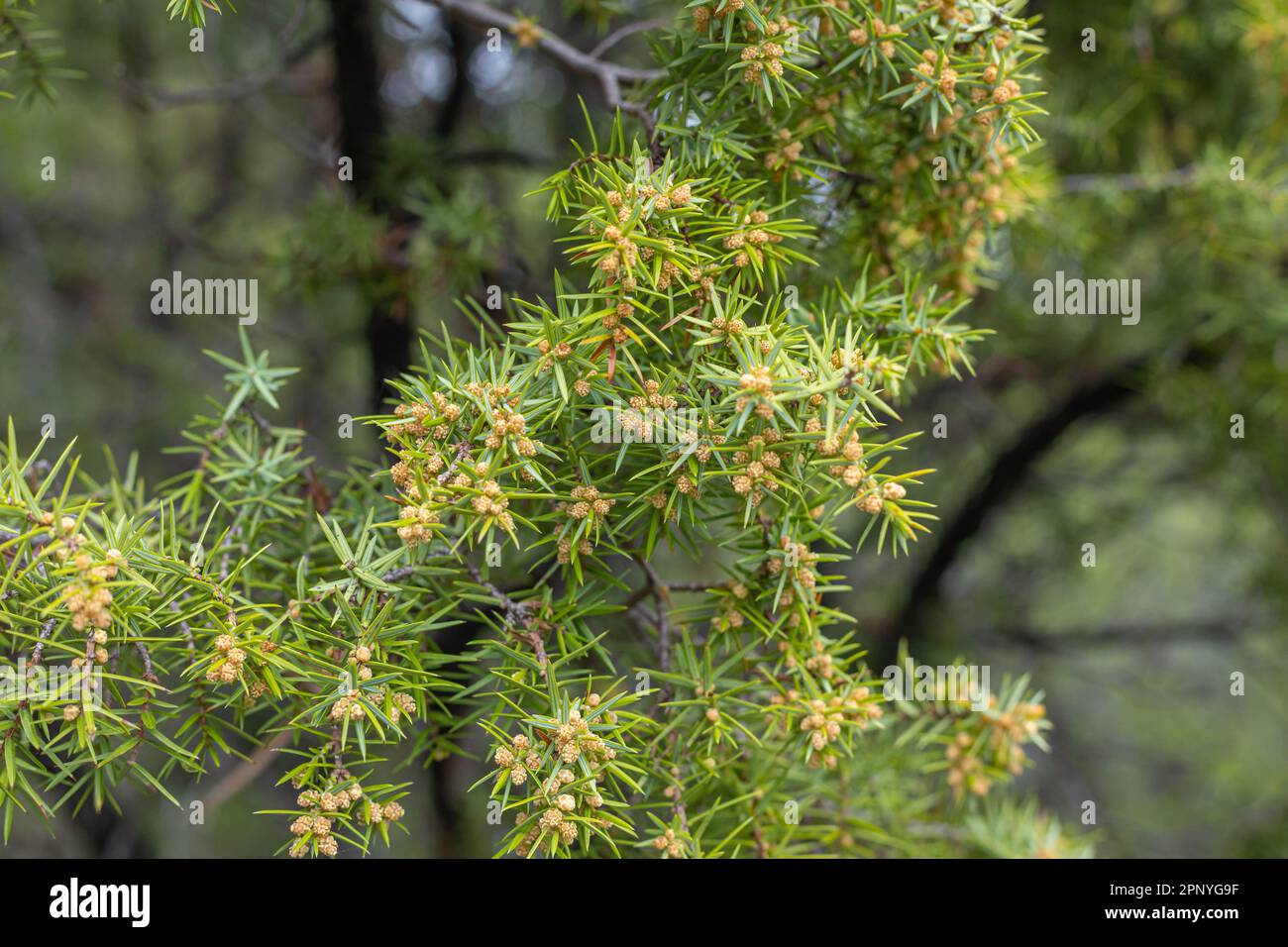 Texture d'une branche de genièvre sur fond d'aiguille verte. Le Bush de Juniper est un arbre de conifères à feuilles persistantes en arrière-plan. Arrière-plan avec growi Banque D'Images
