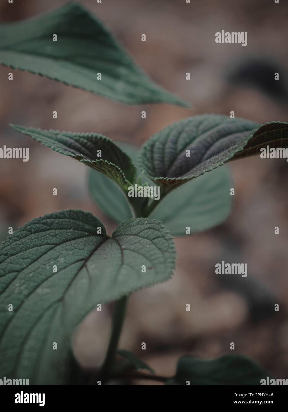 Gros plan sélectif d'un chef de plante, Abstract, Moody Green. Banque D'Images