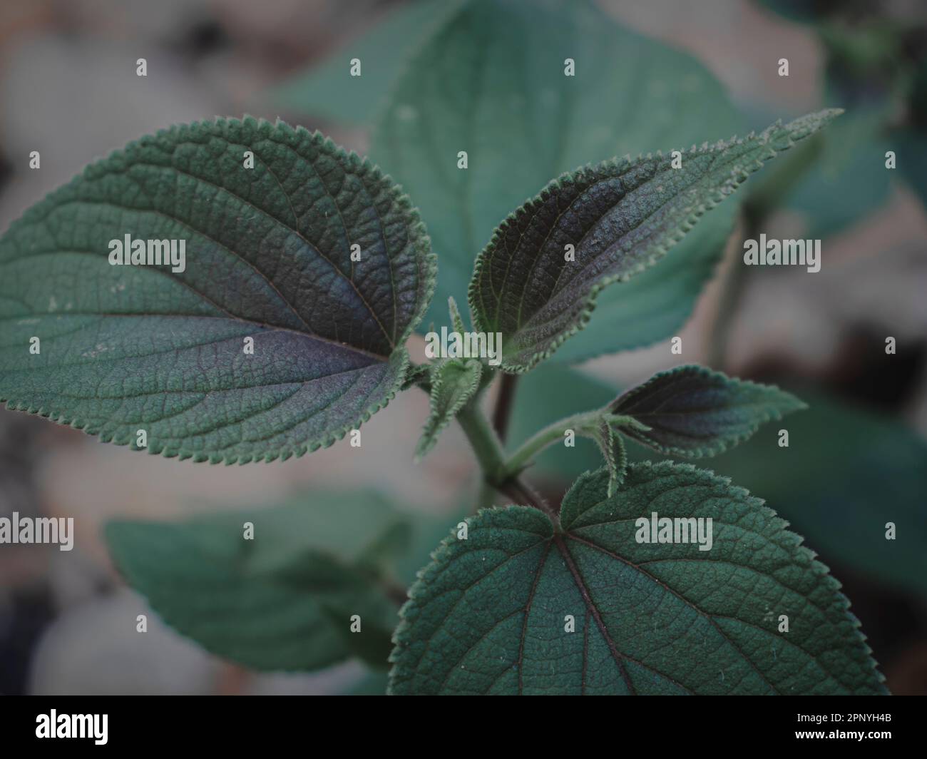 Image de haut en bas à concentration sélective d'un chef de plante, vert Moody, Résumé. Banque D'Images
