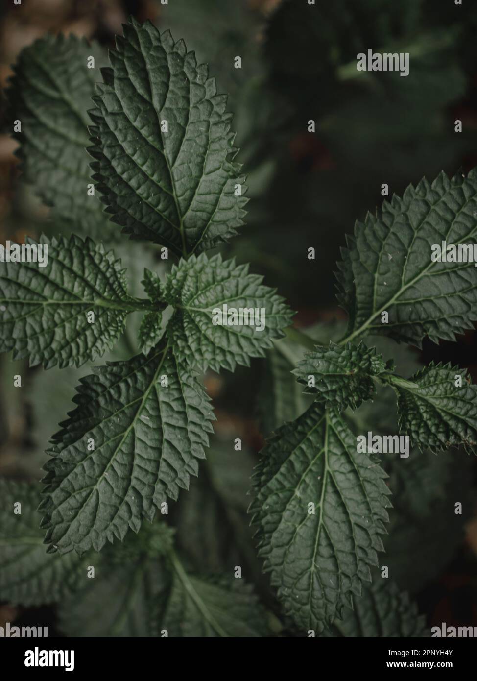 Gros plan sélectif des plantes avec un motif étonnant feuille, abstrait, Moody Green. Banque D'Images