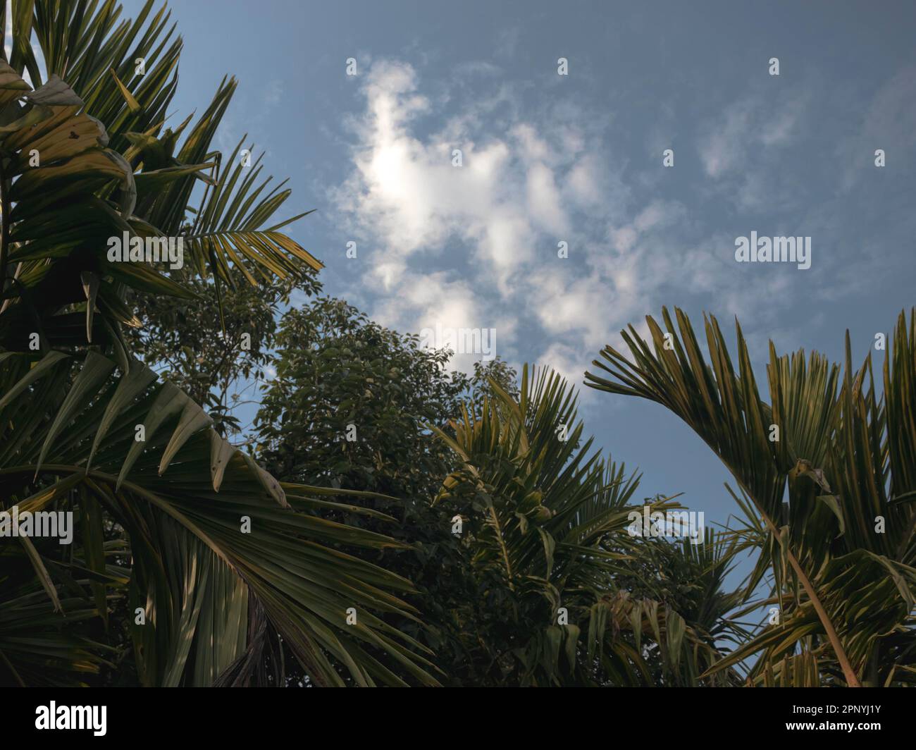 Ciel à travers les feuilles de la plante de noix d'Areca, Résumé. Banque D'Images