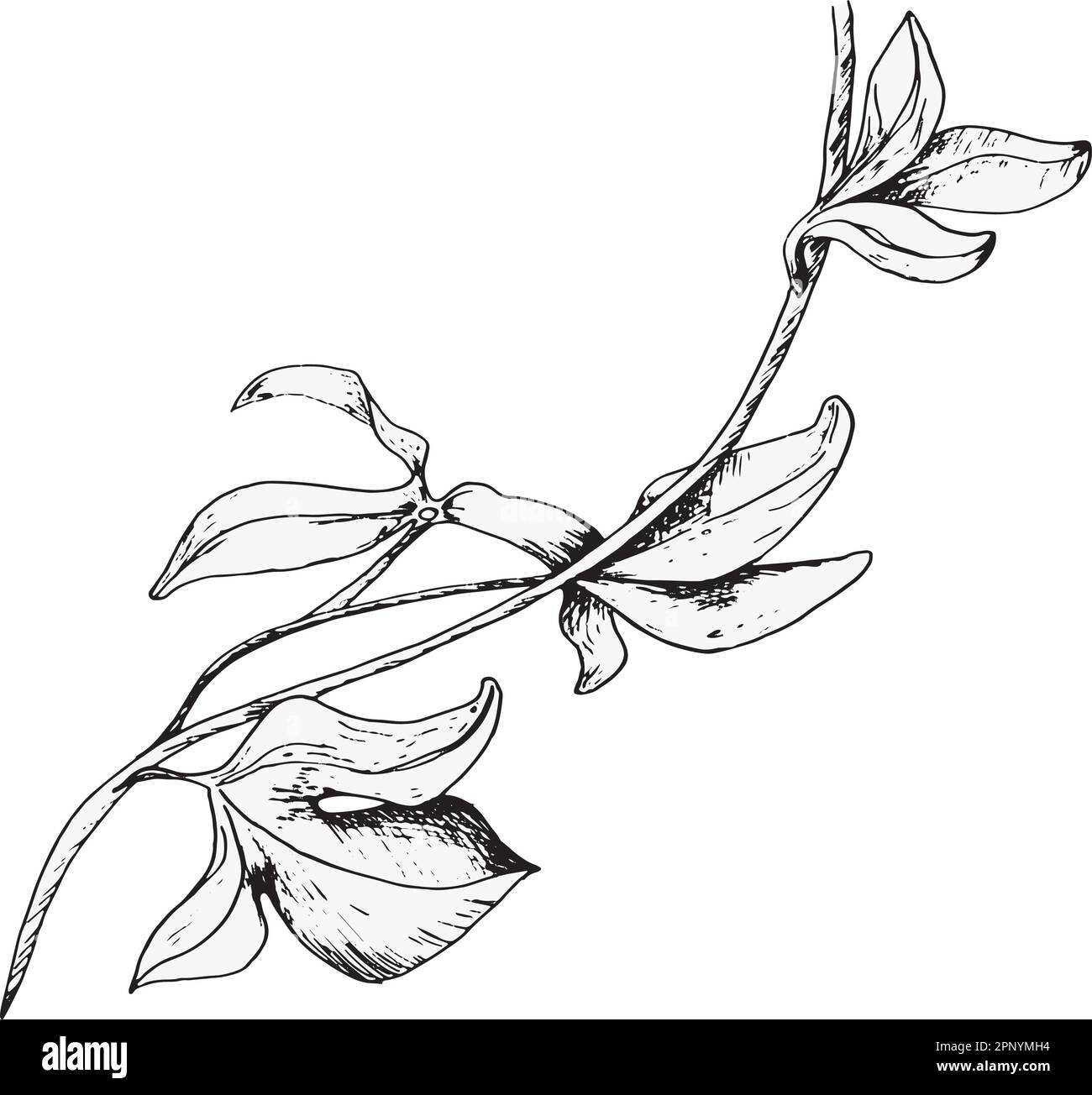 Illustration de fleur de passion isolée sur blanc. Plante tropicale bleue, tige et vecteur de feuillage dessinés à la main. Élément de conception pour l'emballage, le menu, la marke Illustration de Vecteur