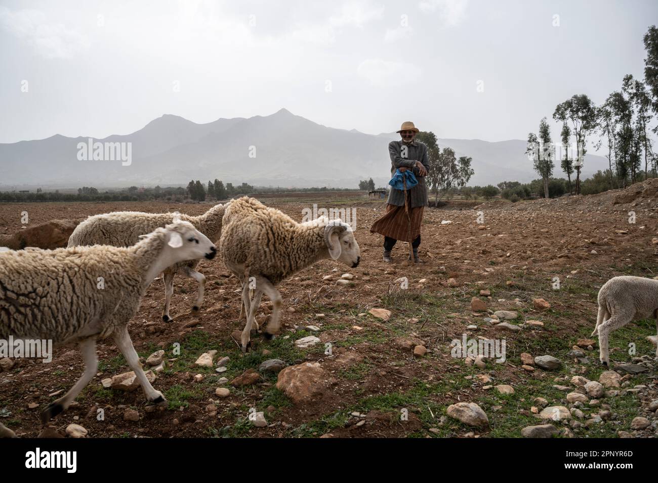 Portrait d'un vieux berger qui a son troupeau dans les terres arides du Maroc. Banque D'Images