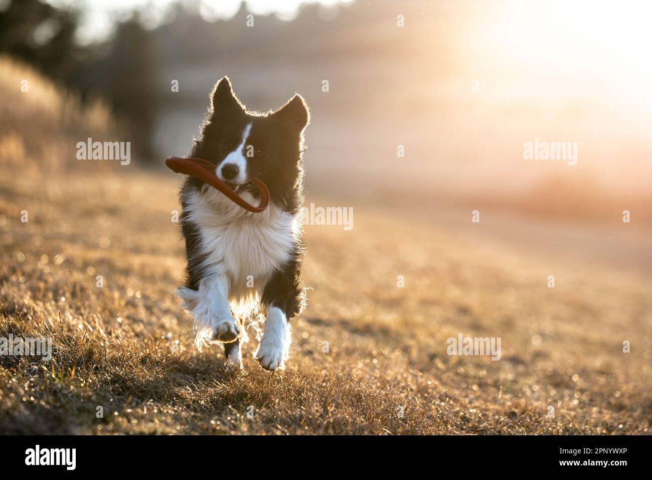 Courir Happy Border collie avec Frisbee sur la prairie, marcher avec le chien et jouer à l'extérieur, passer du temps avec les animaux de compagnie, être actif et être à l'extérieur Banque D'Images