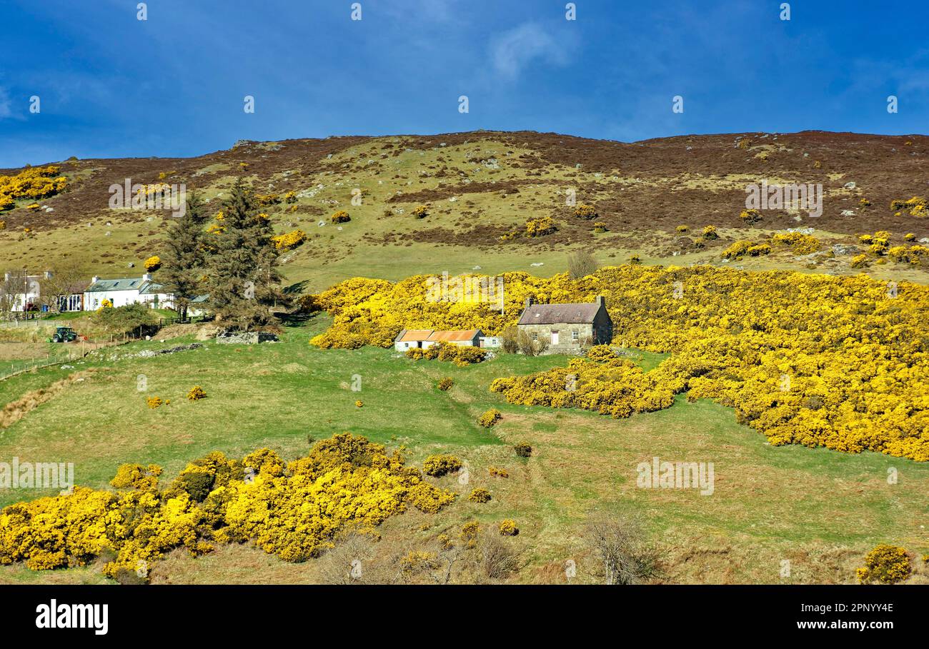 Torrisdale Bay Sutherland Scotland maisons ou crofts et un ciel bleu et des gorges jaunes sur la colline Banque D'Images