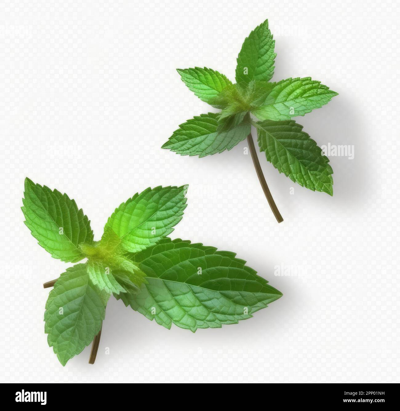Feuilles de menthe fraîche avec ombre isolée sur fond blanc Banque D'Images
