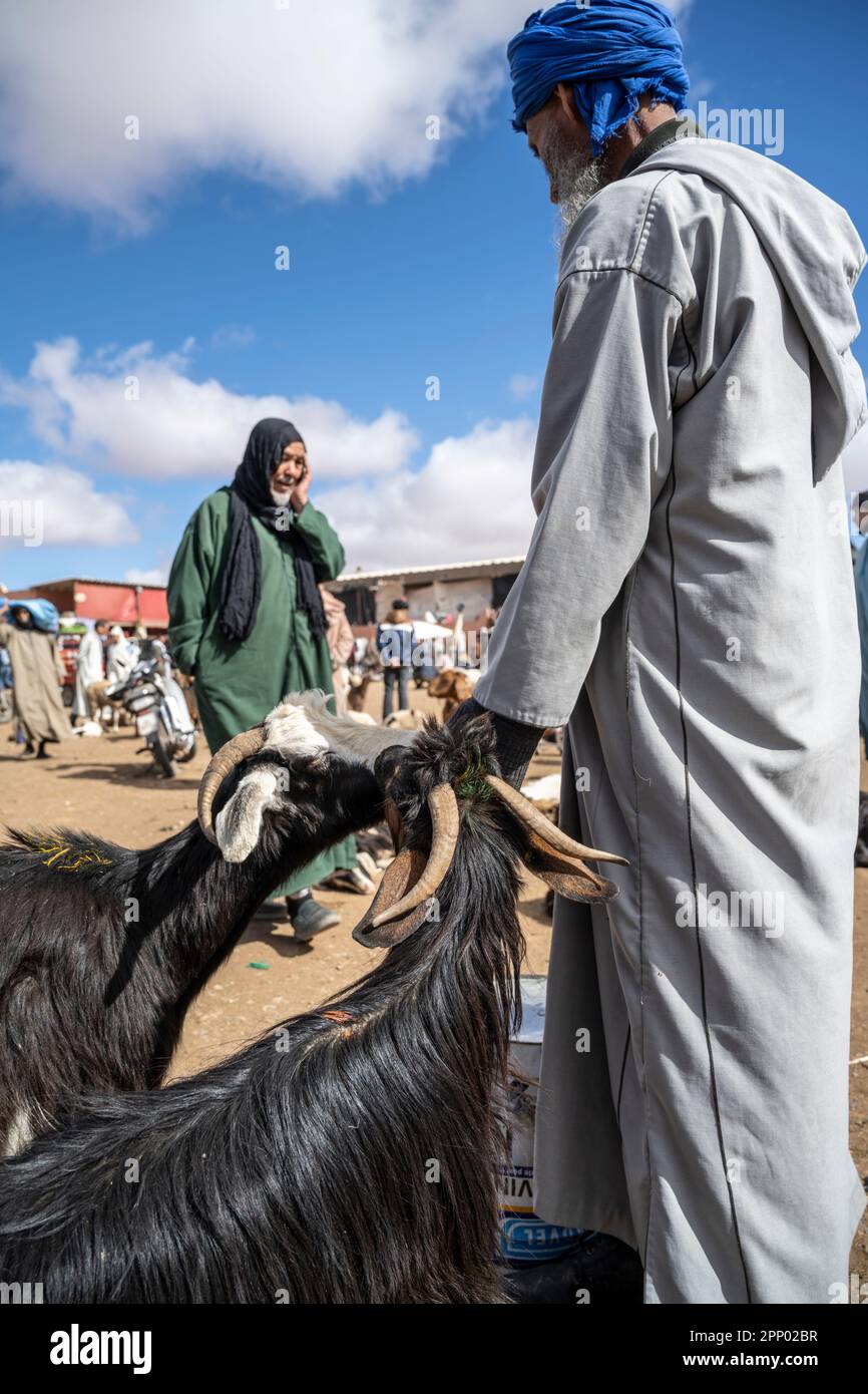 Berber vend des chèvres au marché des animaux de Guelmim. Banque D'Images