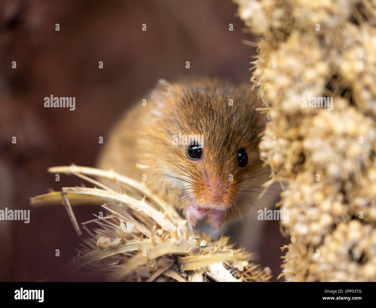 Alimentation de la souris de récolte captive Banque D'Images