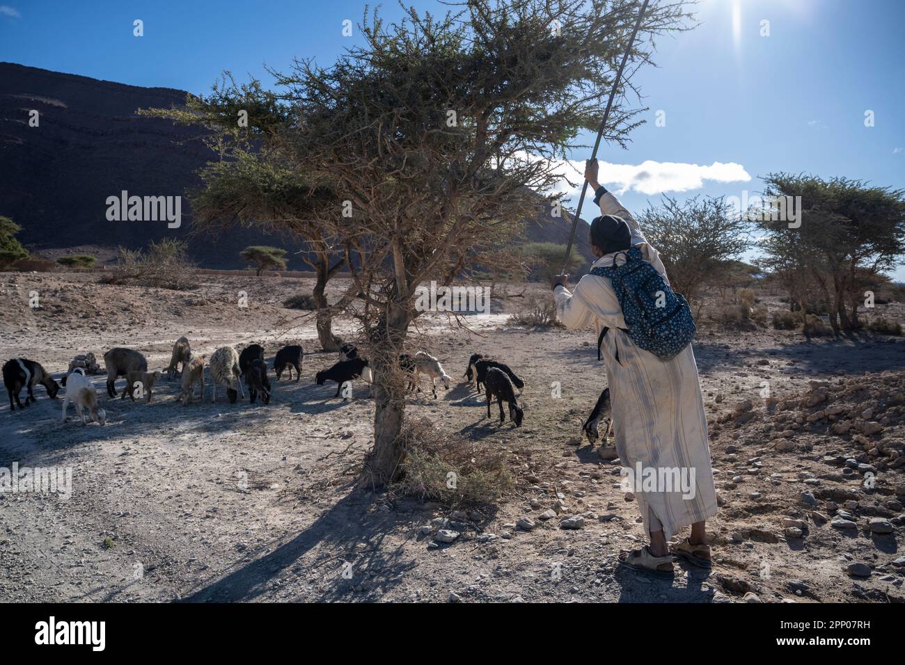 Shepherd ventilateur les branches d'un acacia pour nourrir son troupeau. Banque D'Images