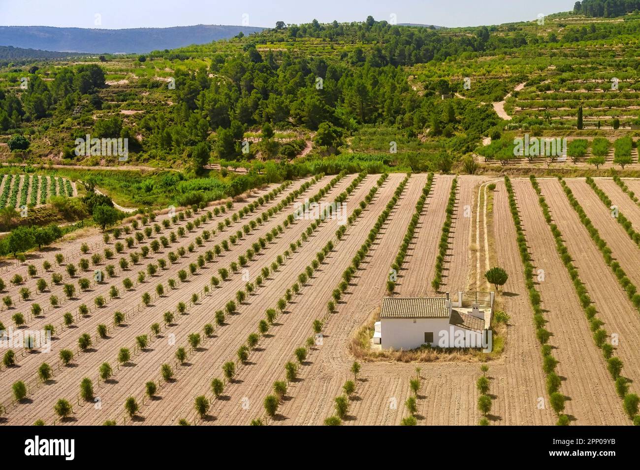 L'agriculture espagnole champ sans personne Banque D'Images