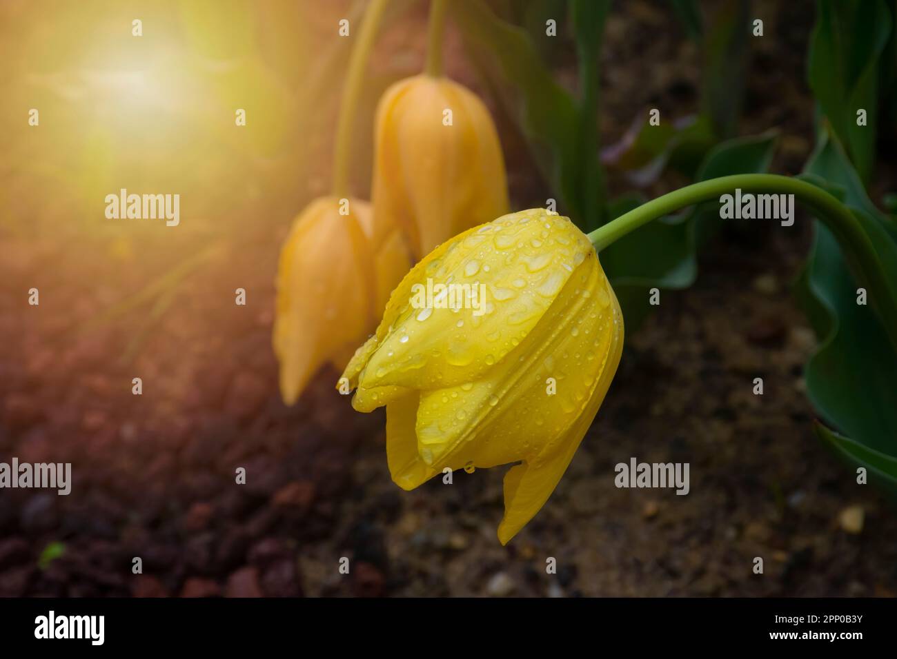 Magnifiques tulipes jaunes avec des gouttelettes d'eau pour le fond au coucher du soleil. Banque D'Images