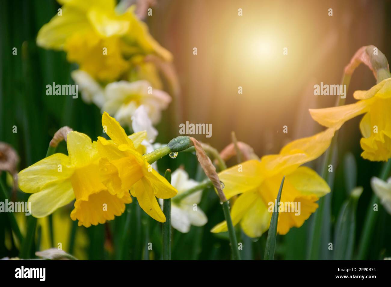 Magnifiques tulipes jaunes avec des gouttelettes d'eau pour le fond au coucher du soleil. Banque D'Images