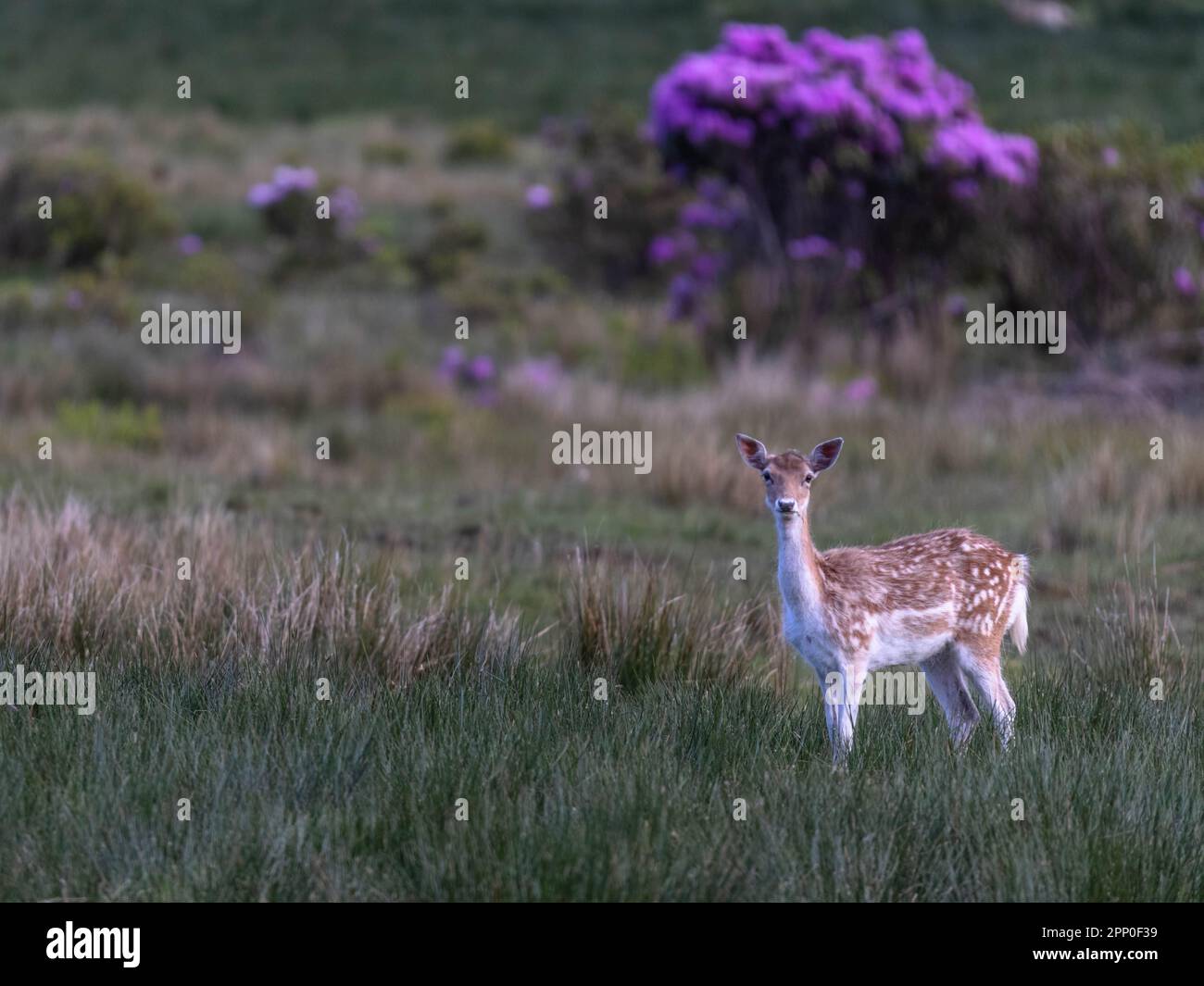 Un cerf repéré debout dans un champ Banque D'Images