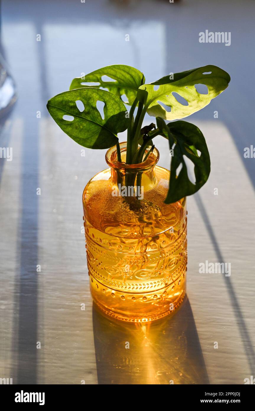 Le soleil brille à travers les feuilles d'une petite plante sur un rebord de fenêtre dans une baie fenêtre Royaume-Uni Banque D'Images