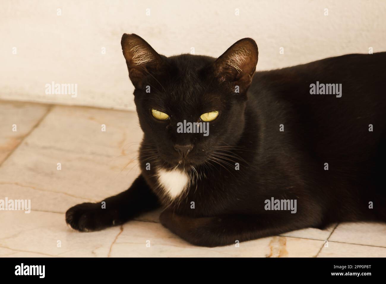 Chat noir couché sur le sol regardant vers le haut. Banque D'Images