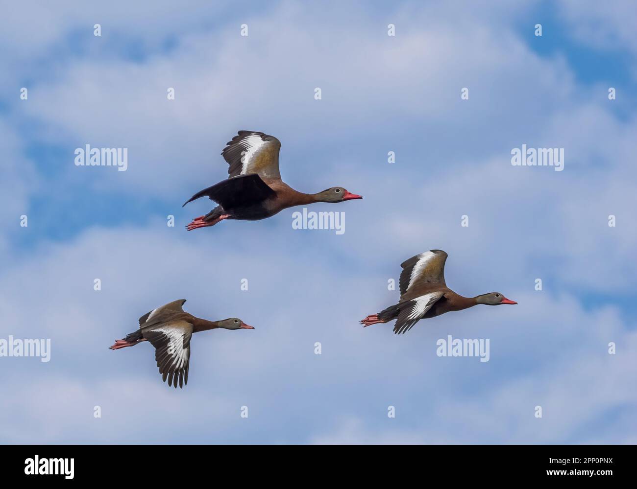 Canards siffleurs à ventre noir volant dans les terres humides de Wakodahatchee à Delray Beach, Floride, États-Unis Banque D'Images