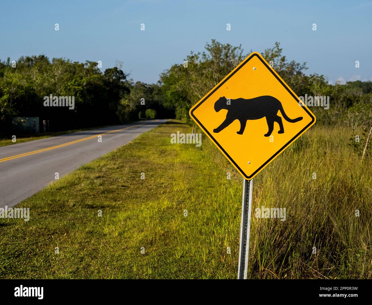 Panneau d'avertissement Panther sur main Park Road dans le parc national des Everglades, aux États-Unis Banque D'Images