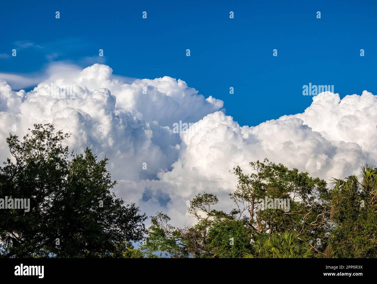 Gros cumulus blancs sur des arbres verts dans le sud-ouest de la Floride États-Unis Banque D'Images