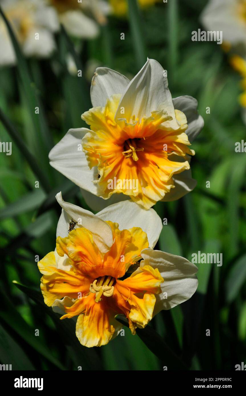 Une paire de fleurs de jonquilles montrant des pétales blancs et une tasse de corona orange vif. Bulbes à fleurs printanières. Wiltshire, Angleterre Banque D'Images
