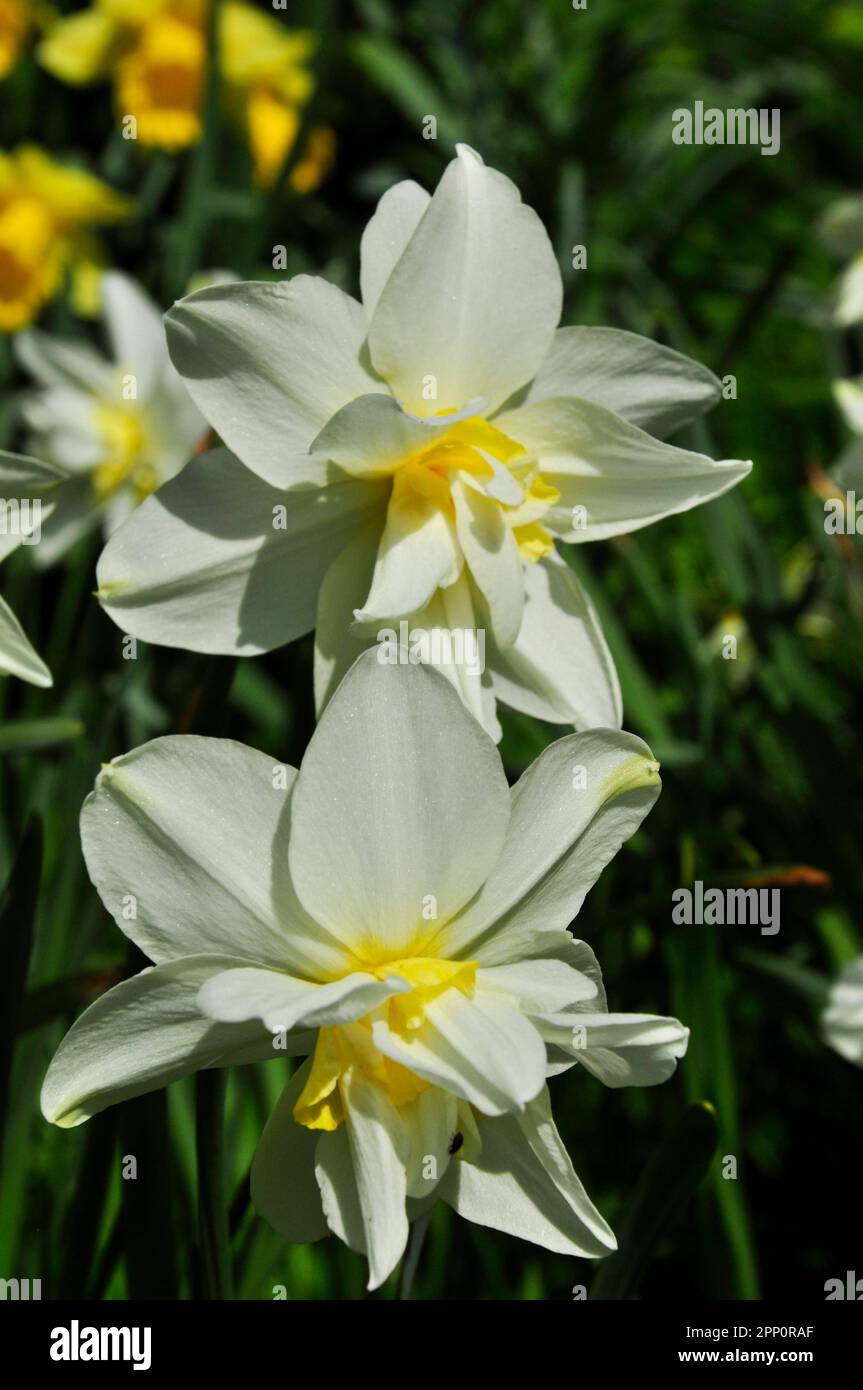 Une paire de doubles têtes de fleur de jonquille montrant des pétales blancs et blanc et des bulbes de fleur de double corona.Spring. Wiltshire, Angleterre Banque D'Images