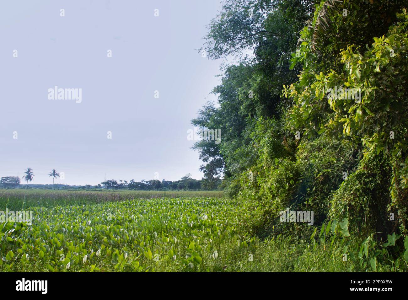 Paysage matinal d'un village bangladeshi. herbe sur terre basse à chittagong. Banque D'Images