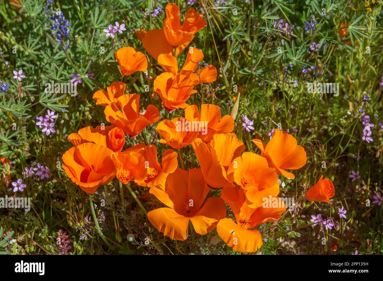 Les conditions météorologiques ont produit des fleurs de pavot et de fleurs sauvages dans la vallée de l'Antelope, au nord de Los Angeles, en 2019 et en 2023. Banque D'Images