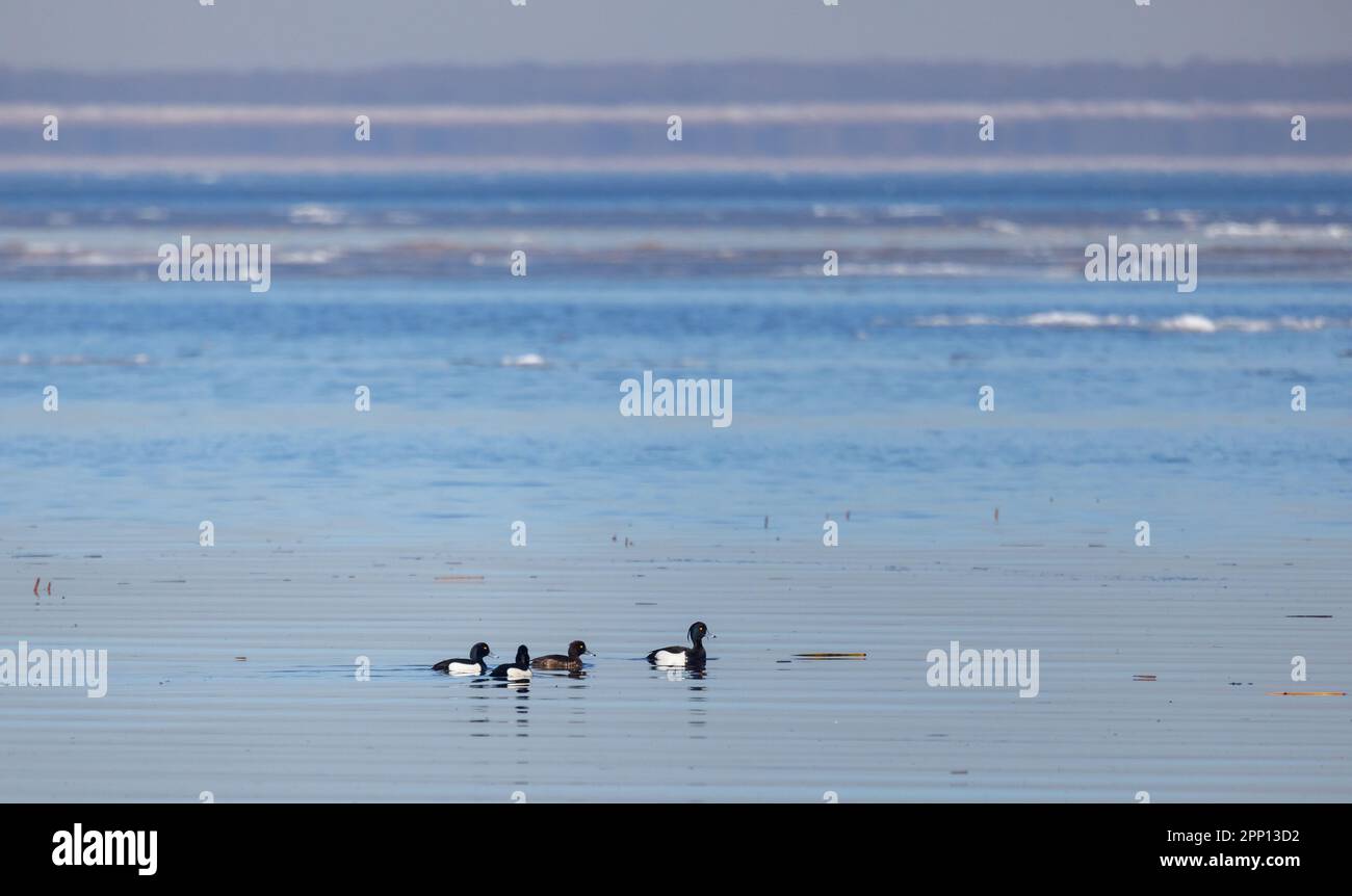 Canard touffeté avec poussins nagez dans l'eau de la mer Baltique avec des poussins Banque D'Images