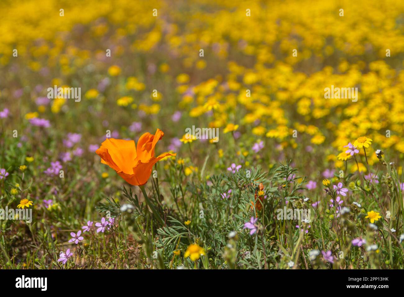 Les conditions météorologiques ont produit des fleurs de pavot et de fleurs sauvages dans la vallée de l'Antelope, au nord de Los Angeles, en 2019 et en 2023. Banque D'Images
