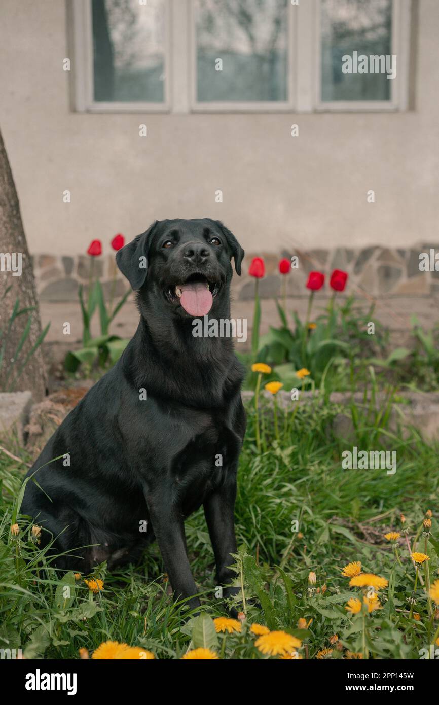 black labrador retriever jouant avec le ballon Banque D'Images