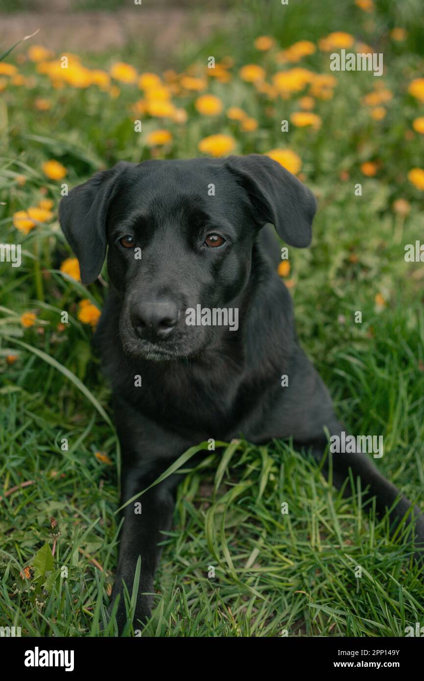 black labrador retriever jouant avec le ballon Banque D'Images