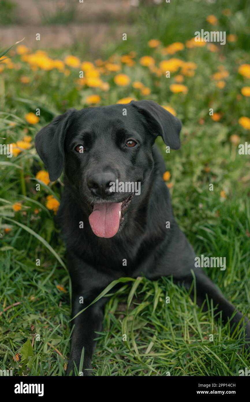 black labrador retriever jouant avec le ballon Banque D'Images