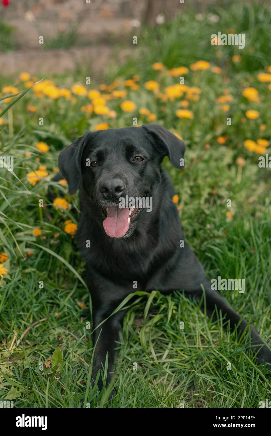 black labrador retriever jouant avec le ballon Banque D'Images