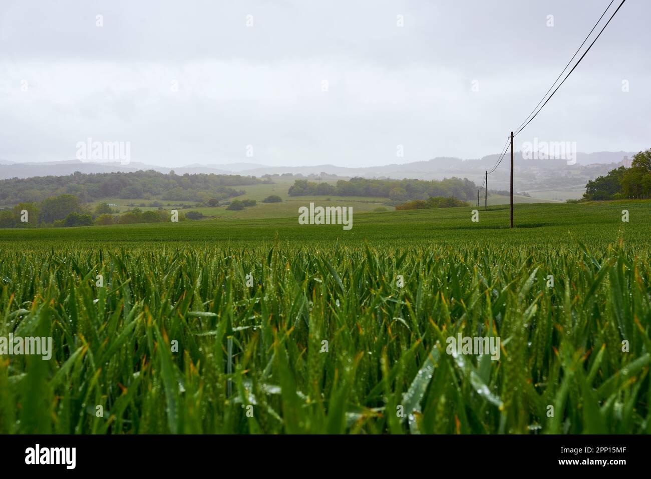 blé sous la pluie Banque D'Images