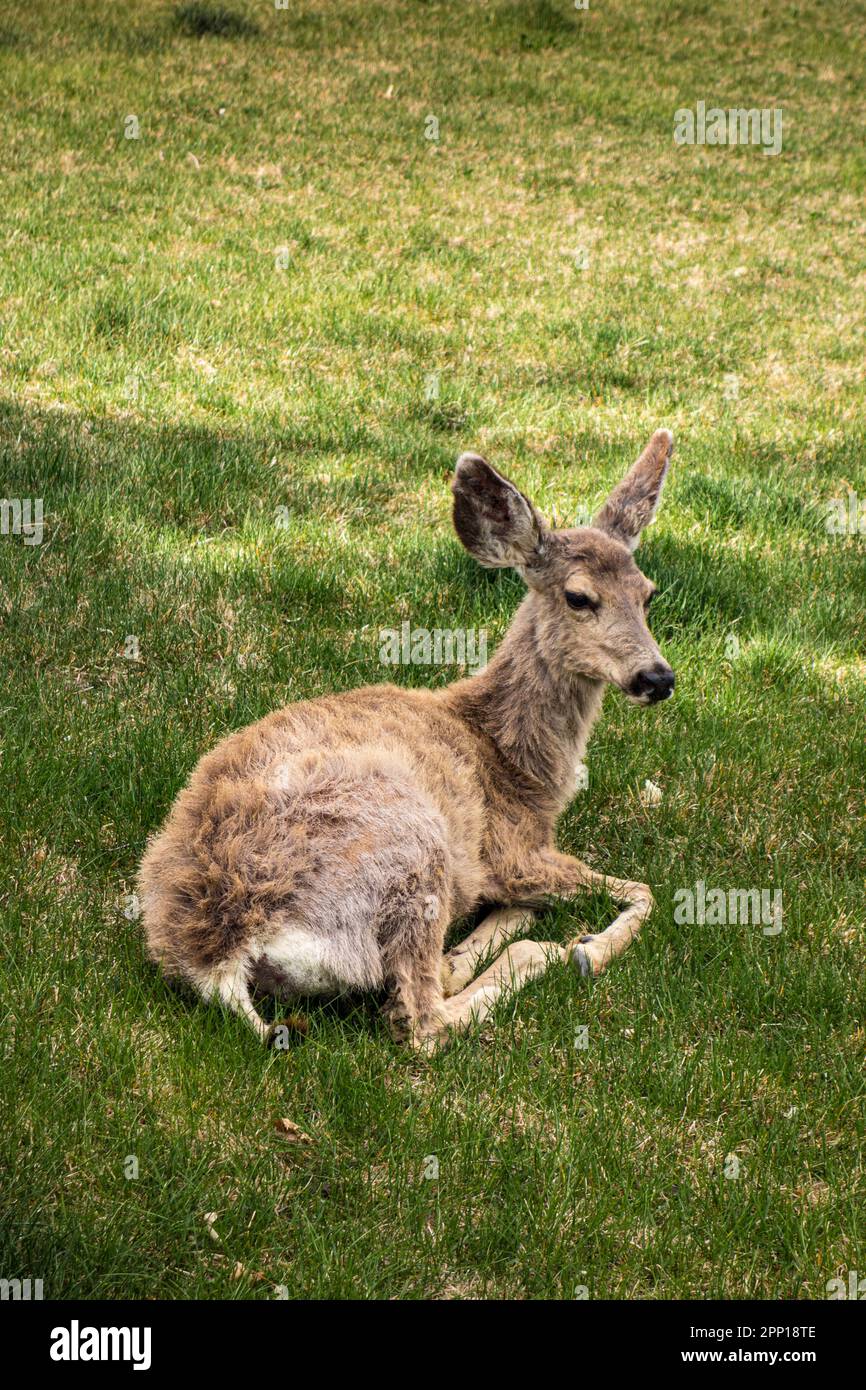Mule Deer, Odocoileus hemionus, dans arrière-cour de banlieue, Boulder, Colorado, États-Unis Banque D'Images