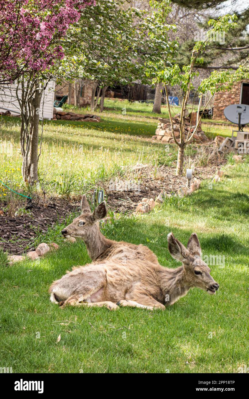 Mule Deer, Odocoileus hemionus, dans arrière-cour de banlieue, Boulder, Colorado, États-Unis Banque D'Images