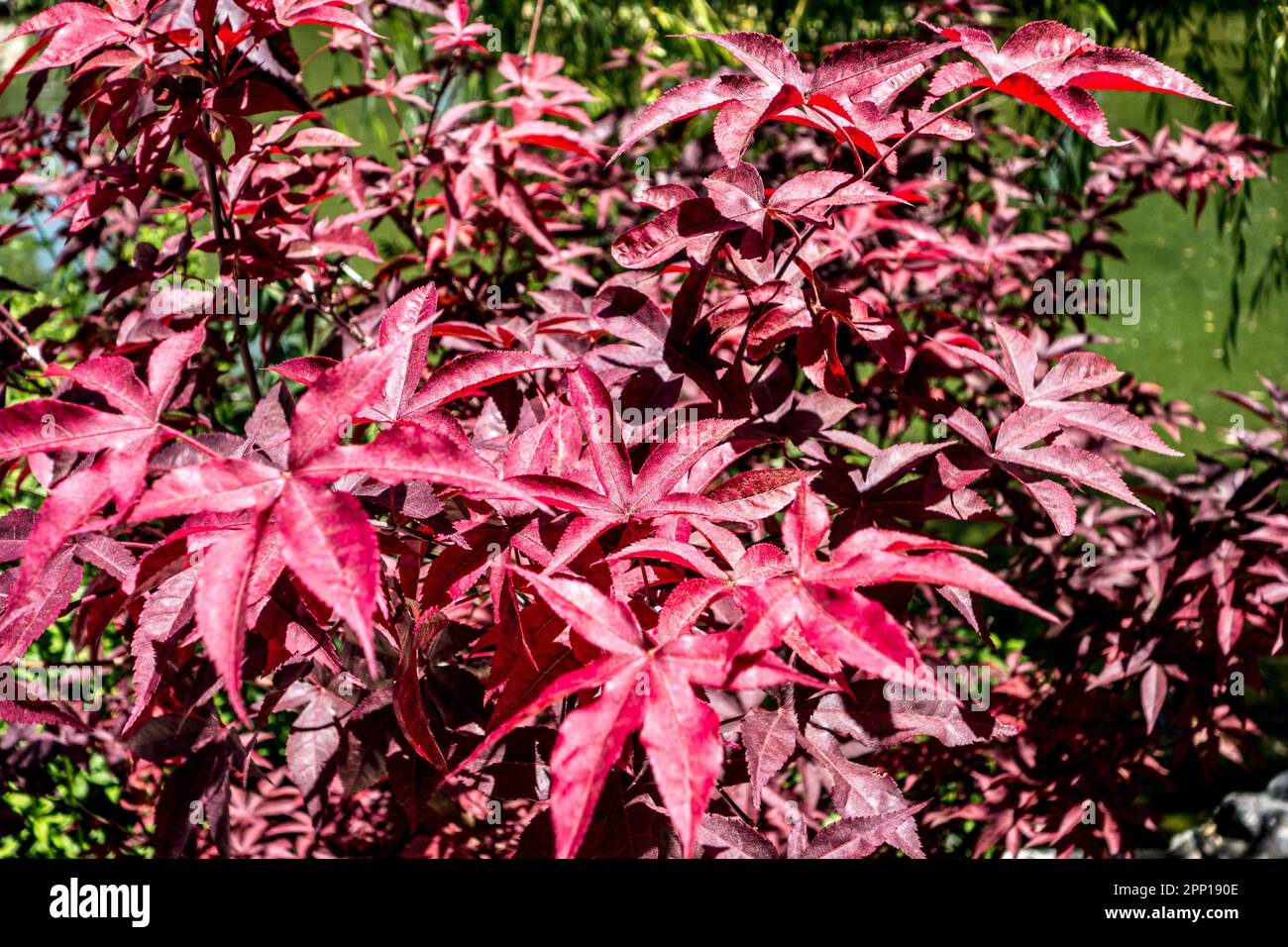 Feuillage de l'érable japonais, Acer palmatum, Empereur 1, Californie, États-Unis Banque D'Images