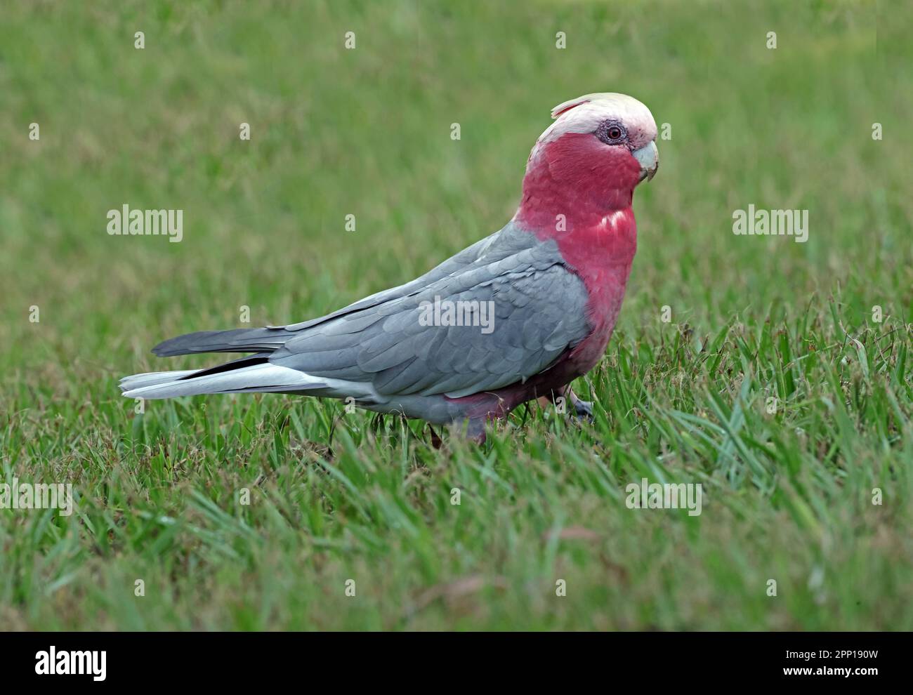 Galah (Eolophus roseicapilla albiceps) adulte marchant sur graas sud-est Queensland, Australie. Mars Banque D'Images