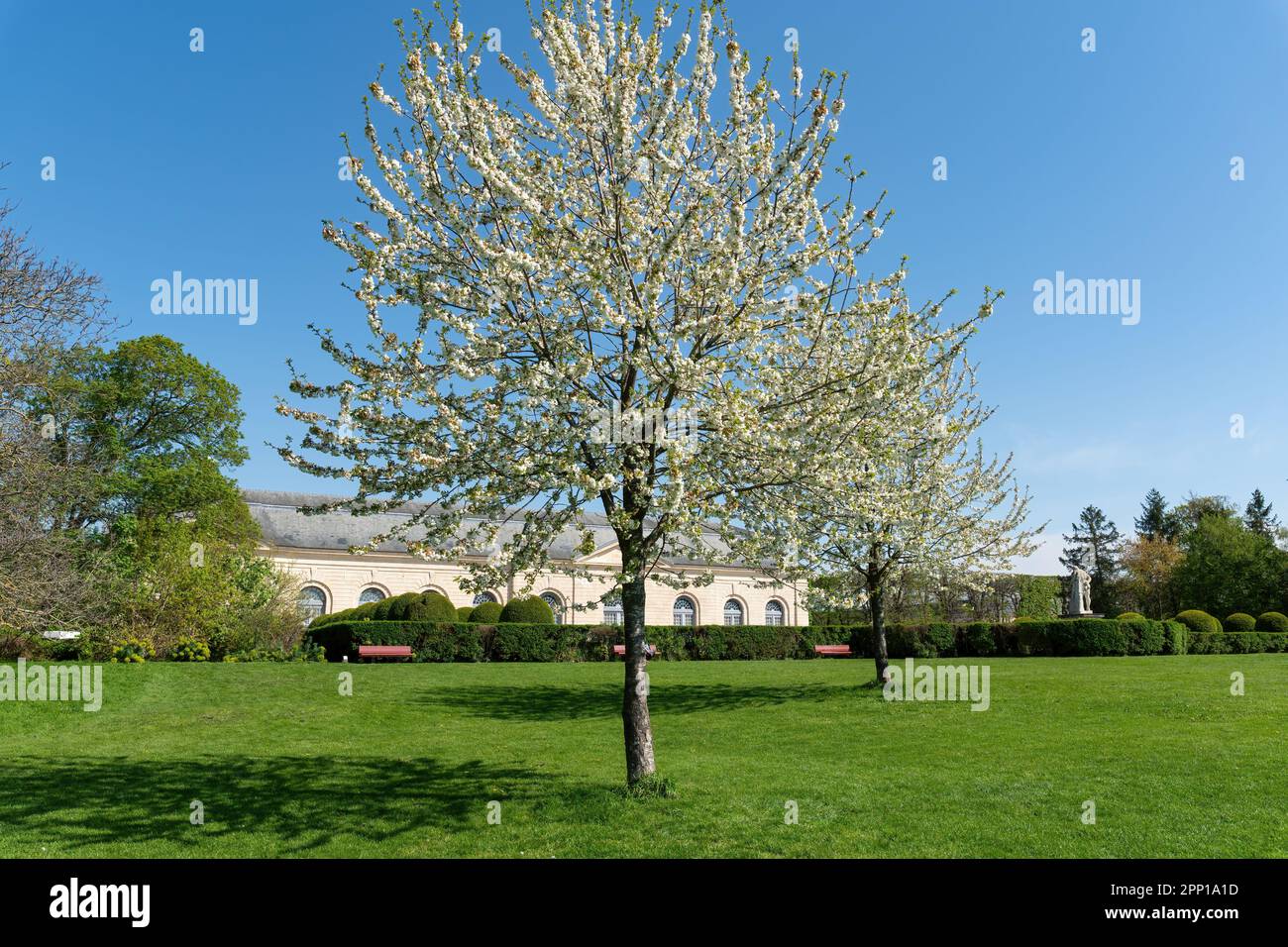 Cerisier aux fleurs blanches en pleine floraison - Parc de Sceaux, France Banque D'Images