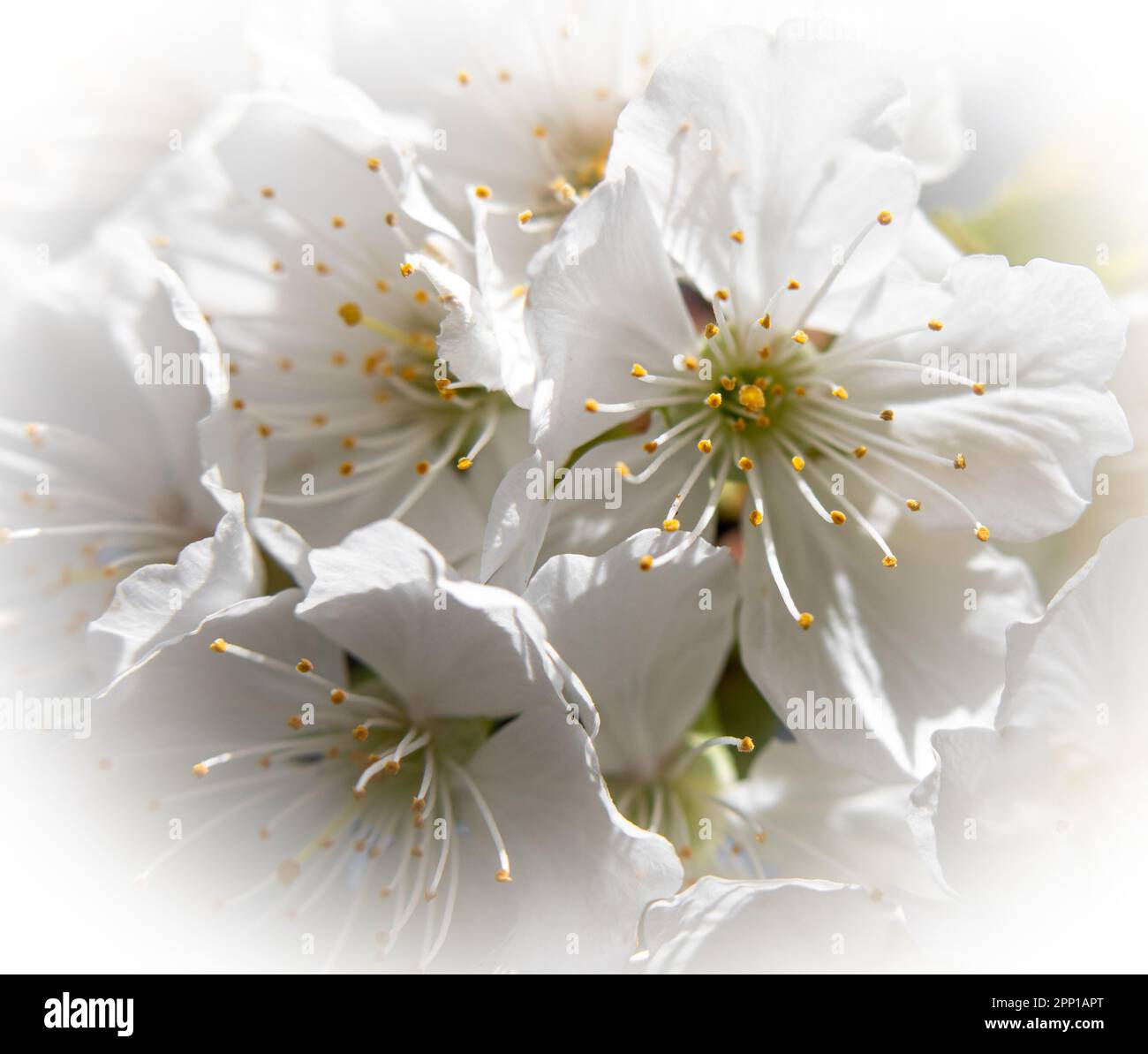 Fotografía macro suave de flores de cerezo Banque D'Images